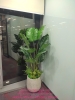 decor-chau-cay-chuoi-canh-cay-dua-canh-tai-cong-ty-bosch-29-lieu-giai-ba-dinh-ha