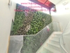 tuong-cay-gia-tai-khu-gieng-troi-nha-anh-hong-bt8-van-quan-ha-dong-ha-noi