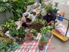 thi-cong-tuong-cay-gia-cao-nhat-tp-ha-noi-tai-trung-tam-thuong-mai-savico-long-b