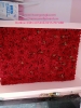 trang-tri-vach-hoa-hong-nhung-cho-showroom-chup-anh-tai-quan-10-tp-hcm