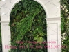 thi-cong-tuong-reu-gan-sen-da-tai-cenco-5-muong-thanh-thanh-ha