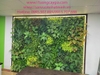 vach-tuong-cay-van-phong-tai-148-hoang-quoc-viet-cau-giay-ha-noi