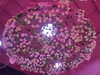 decor-hoa-hong-tai-nha-hang-pinky-novaworld-phan-thiet-binh-thuan