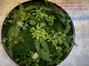 vong-tron-reu-nhan-tao-tai-r102-the-zenpark-vinhomes-ocen-park