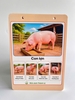 flashcard-tim-hieu-the-gioi-dong-vat-kho-a5