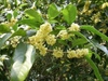 QUẾ CHI 100G
