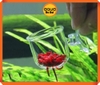 Cốc mica nhỏ đựng giun trùn chỉ cho cá ăn - dán hồ kính