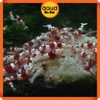 Thức ăn dặm cho tép Snow Flake - Cám tép Nhật Bản - gói 40 gram