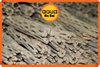 Lũa xương rồng Nam Mĩ Cholla Cactus size M