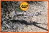 Lũa xương rồng Nam Mĩ Cholla Cactus