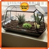 Bể kính đa giác terrarium, bình thủy tinh tiểu cảnh bán cạn - Viền silicon - Mẫu N-02 size S (38*19*21 cm)