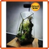 Bể kính đa giác terrarium, bình thủy tinh tiểu cảnh bán cạn - Viền silicon - Mẫu D-01 size L (15*15*32 cm)