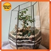 Bể kính đa giác terrarium, bình thủy tinh tiểu cảnh bán cạn - Viền silicon - Mẫu D-13 size L (26*26*36 cm)