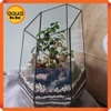 Bể kính đa giác terrarium, bình thủy tinh tiểu cảnh bán cạn - Viền silicon - Mẫu D-13 size L (26*26*36 cm)