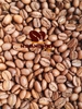 ARABICA - ESPRESSO MACHINE