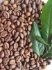 Cà Phê Hạt Pha Máy Robusta Spencialty