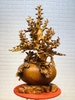 binh-mai-lan-phu-quy-go-nu-huong