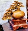 binh-tung-phu-quy