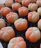 Khuôn trung thu lò xo 6 mặt hoa 3D 50g