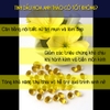Tinh Dầu Hoa Anh Thảo Evening Primrose Oil Gamma Hàn Quốc Hộp 300v