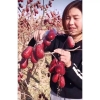 Táo Đỏ Tân Cương - Táo Kẹp Sữa Lạc Đà - Táo Giòn - Táo Hạnh Nhân Kaza Tốt Cho Tim Mạch, Cải Thiện Giấc Ngủ Túi 1kg (Hàng Công Ty)