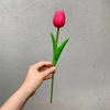 pvn55240-hoa-tulip