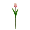 pvn55240-hoa-tulip
