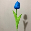 pvn55240-hoa-tulip
