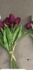 pvn55240-hoa-tulip