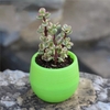 pvn59668-chau-nhua-2-tang-mini