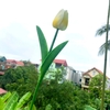 pvn55240-hoa-tulip