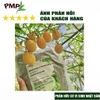 phan-huu-co-nhat-pmp-dang-phan-tan-cham-vien-nen-tu-nhat-ban-chuyen-dung-cho-hoa