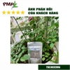 nam-trichoderma-pmp-nam-doi-khang-phong-thoi-re