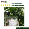 phan-huu-co-nhat-pmp-dang-phan-tan-cham-vien-nen-tu-nhat-ban-chuyen-dung-cho-hoa