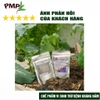 nam-trichoderma-pmp-nam-doi-khang-phong-thoi-re