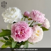 BÓ 7 HOA MẪU ĐƠN PEONY MIX