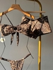 Set Bikini 3 mảnh quần đùi - LEO LUX BIKINI  | DỨA BIKINI & SPORTWEAR