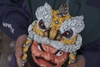 Daruma Doll-Lion Dance-Yellow