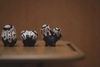 Robin Huang - Copiapoa Mudball Blind Box Series