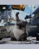 JXK-Super Cat-C