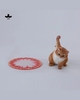 JXK-Super Cat-D