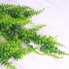 Cụm lá dương xỉ xoắn rủ