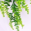 Cụm lá dương xỉ xoắn rủ