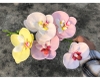 Hoa sáp hoa lan hồ điệp cao cấp hộp 25 bông