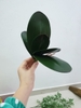 lá lan hồ điệp cao su