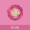 Sơn xịt hoa tươi hoa sáp hoa nhũ Floral color