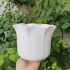 Chậu trồng cây