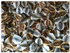 Khô Cá Trích Chẻ Phi Lê Không Xương, ngon rẻ, tự nhiên - 500g - Dried Fish