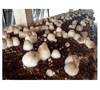 Nấm Rơm Khô -200g - Dried Straw Mushroom