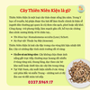 Thiên Niên Kiện Sấy Khô Nguyên Chất – Mạnh Gân Cốt, Trừ Phong Thấp, Thảo Dược Cho Xương Khớp